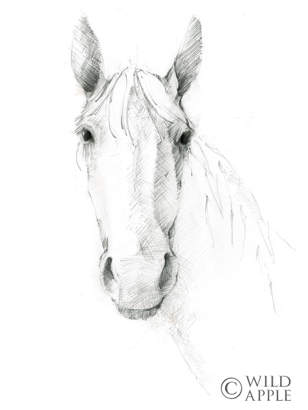 Reproduction of Horse Sketch Crop by Avery Tillmon - Wall Decor Art