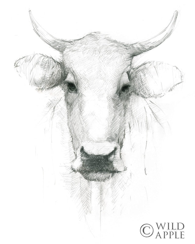 Cow Sketch