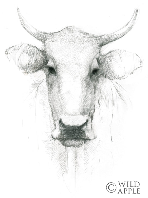 Cow Sketch Crop