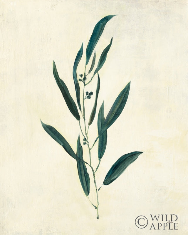 Reproduction of Botanical Study V by Julia Purinton - Wall Decor Art