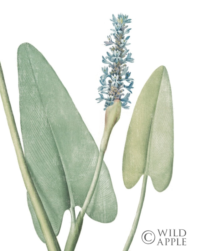 Reproduction of Summer Botanicals IV on White by Wild Apple Portfolio - Wall Decor Art