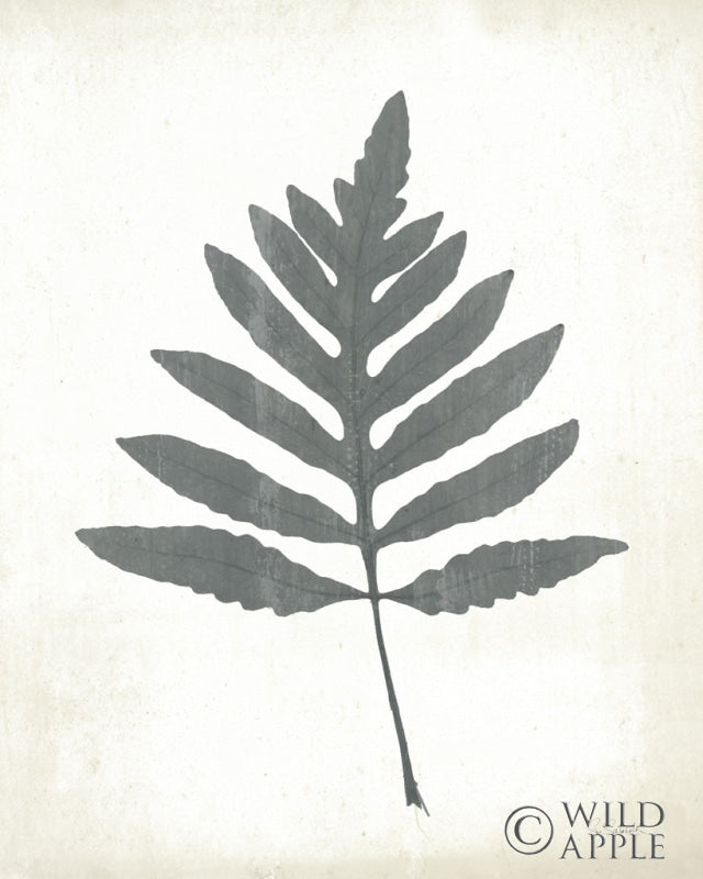 Reproduction of Chalkboard Fern I by Sue Schlabach - Wall Decor Art