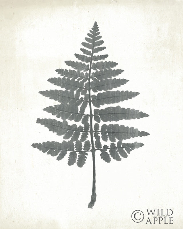 Reproduction of Chalkboard Fern II by Sue Schlabach - Wall Decor Art