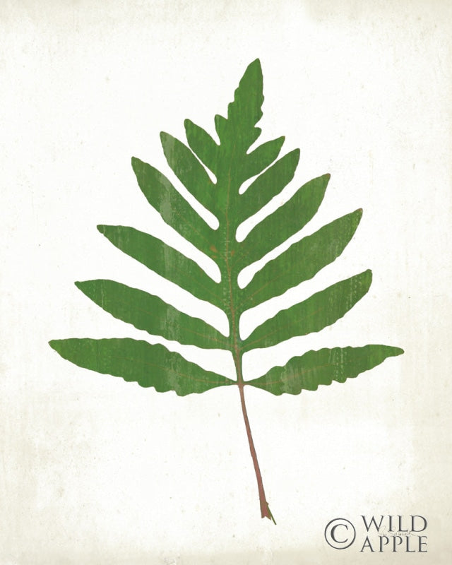 Reproduction of Chalkboard Fern Green I by Sue Schlabach - Wall Decor Art