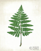 Reproduction of Chalkboard Fern Green II by Sue Schlabach - Wall Decor Art