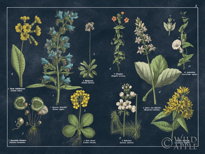 Botanical Floral Chart I Dark Blue