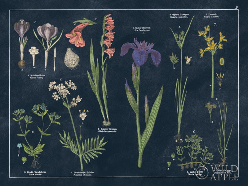 Botanical Floral Chart II Dark Blue