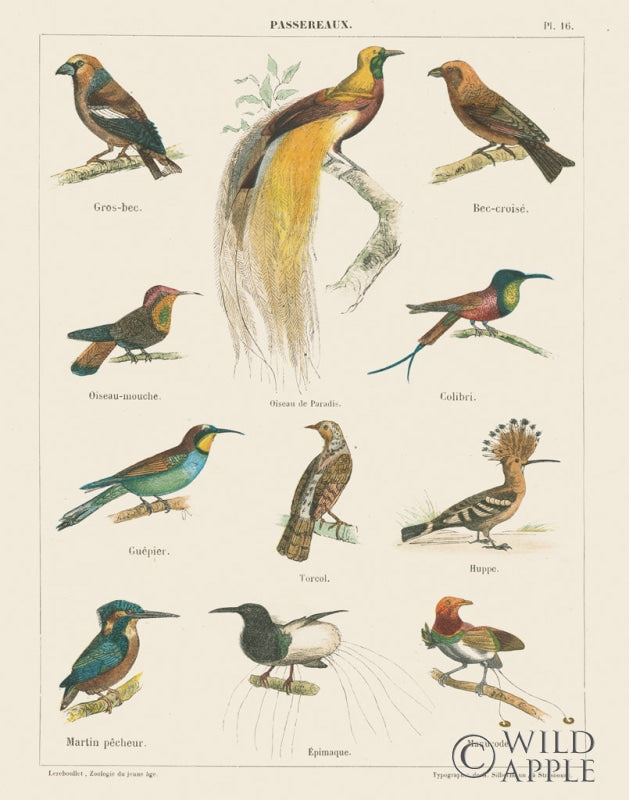 Reproduction of Bird Chart I by Wild Apple Portfolio - Wall Decor Art