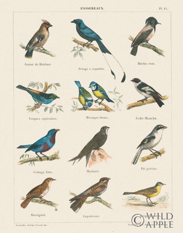Reproduction of Bird Chart II by Wild Apple Portfolio - Wall Decor Art