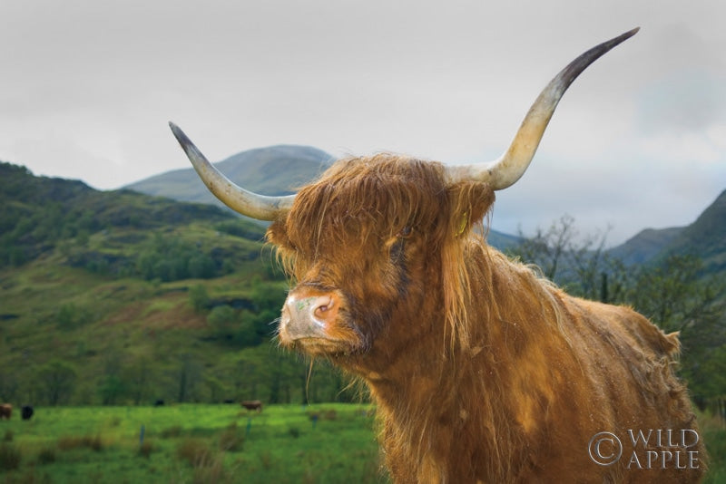 Scottish Highland Cattle V