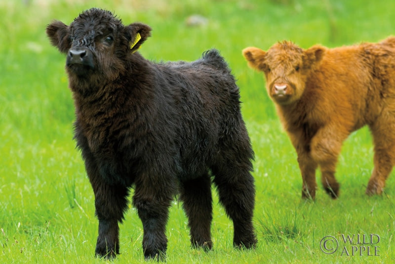 Scottish Highland Cattle VIII