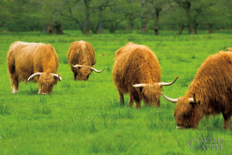 Scottish Highland Cattle IX
