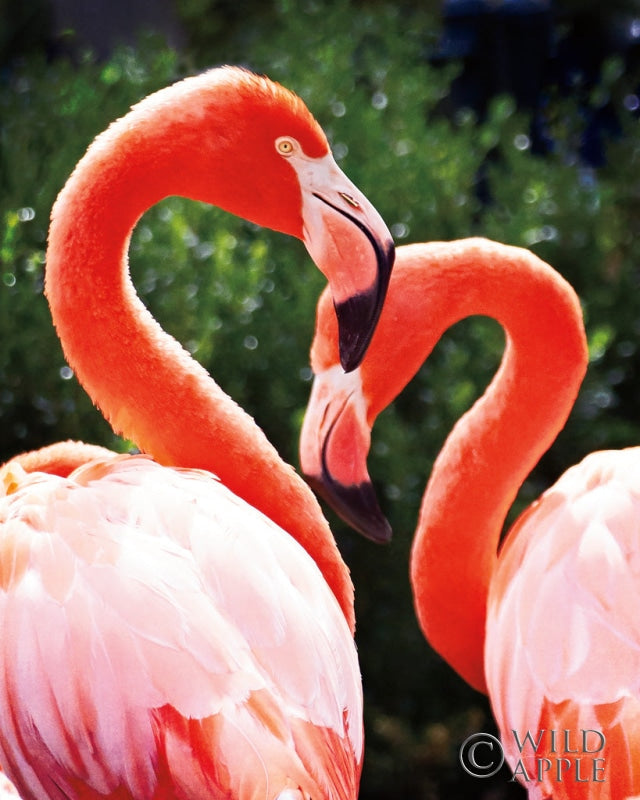 Reproduction of Flamingo II by Debra Van Swearingen - Wall Decor Art