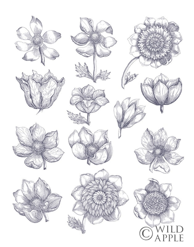 Reproduction of Anemone Plate I Blue by Wild Apple Portfolio - Wall Decor Art