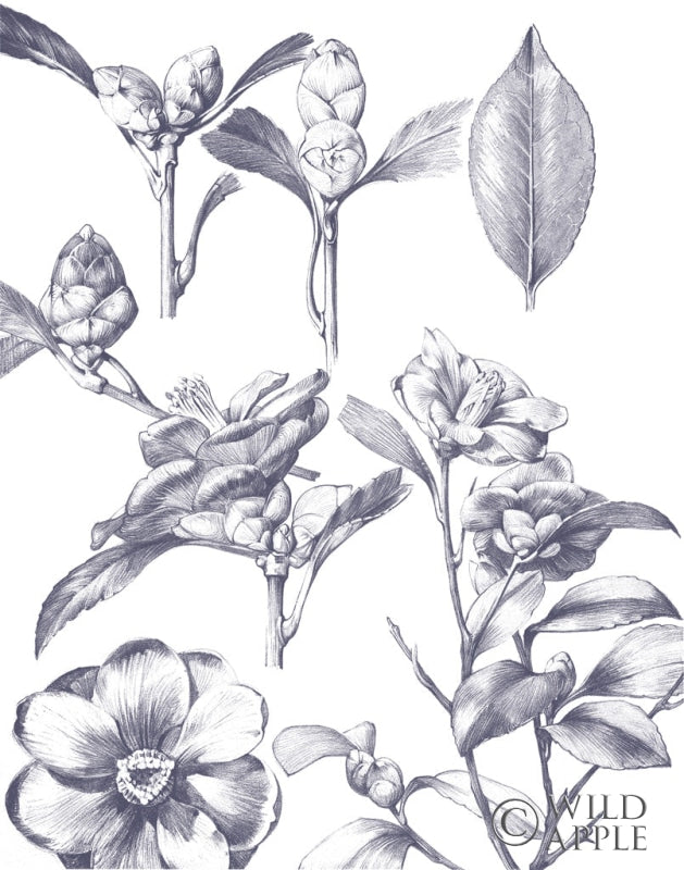 Reproduction of Lithograph Florals II Blue by Wild Apple Portfolio - Wall Decor Art