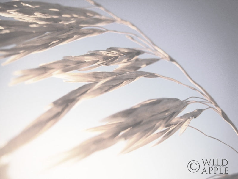 Reproduction of Windy Wheat Fields II Light by Laura Marshall - Wall Decor Art