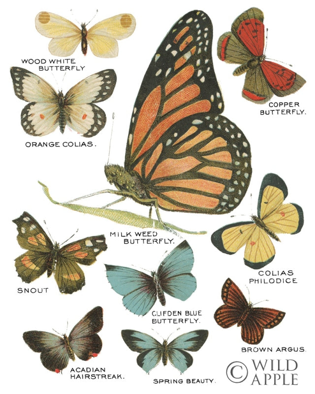 Reproduction of Botanical Butterflies Postcard II White by Wild Apple Portfolio - Wall Decor Art