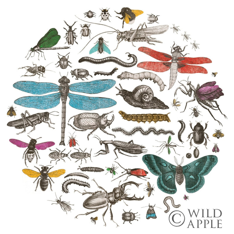 Reproduction of Insect Circle I Bright v2 by Wild Apple Portfolio - Wall Decor Art