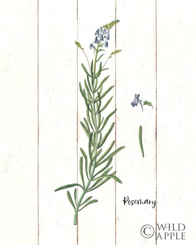 Reproduction of Cottage Herbs I by Sue Schlabach - Wall Decor Art