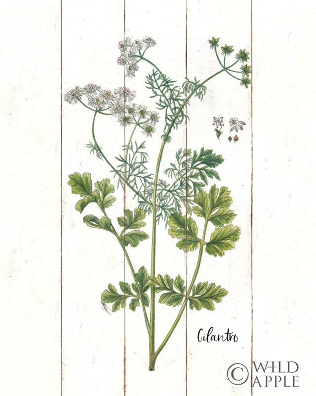 Reproduction of Cottage Herbs III by Sue Schlabach - Wall Decor Art