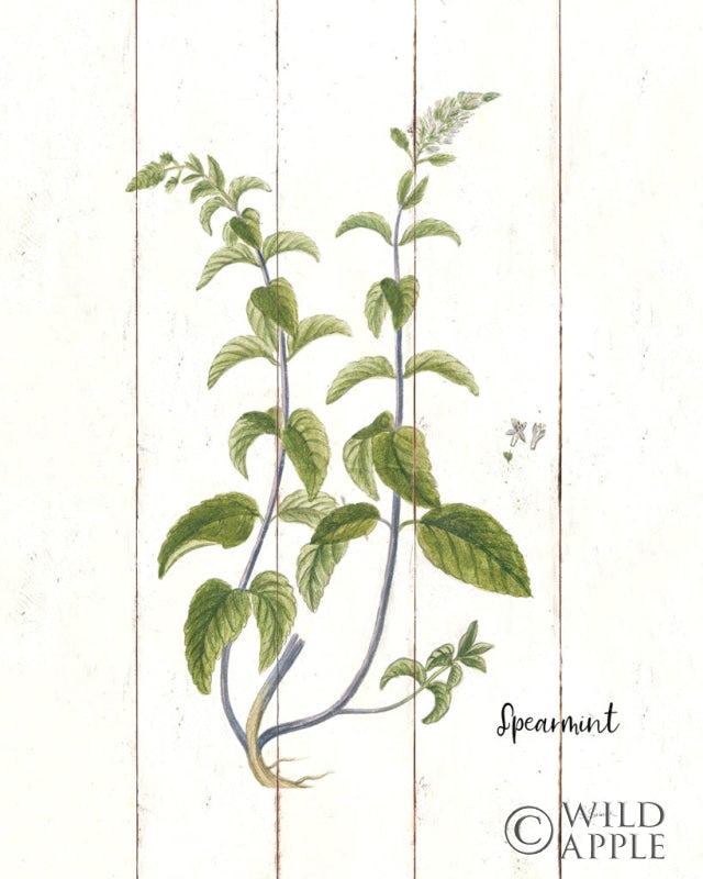 Reproduction of Cottage Herbs IV by Sue Schlabach - Wall Decor Art