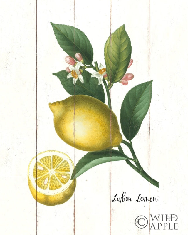 Reproduction of Cottage Lemon I by Sue Schlabach - Wall Decor Art
