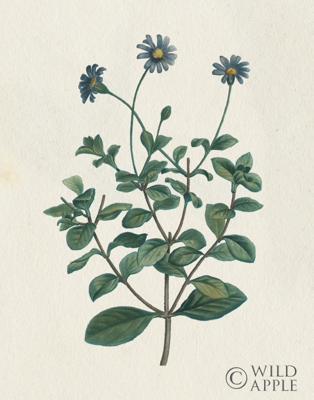 Reproduction of Victorian Garden Flowers IV by Wild Apple Portfolio - Wall Decor Art