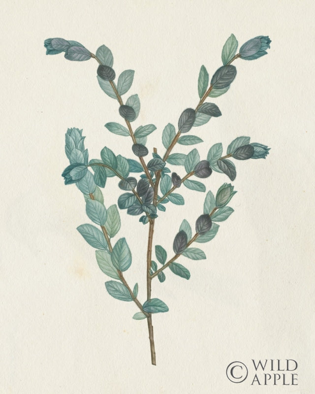 Reproduction of Victorian Garden Greenery II by Wild Apple Portfolio - Wall Decor Art