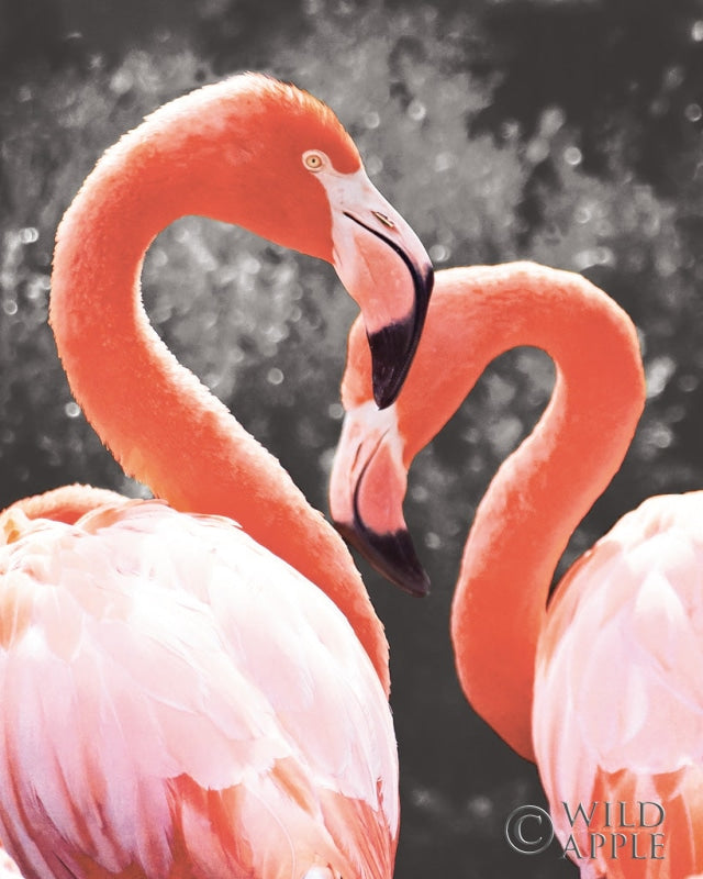 Reproduction of Flamingo II on BW by Debra Van Swearingen - Wall Decor Art