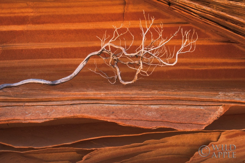 Coyote Buttes III