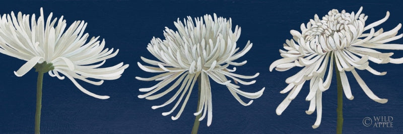 Reproduction of Morning Chrysanthemums V Dark Blue by Kathrine Lovell - Wall Decor Art