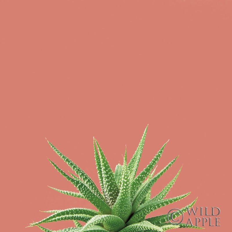 Reproduction of Succulent Simplicity I Coral by Felicity Bradley - Wall Decor Art