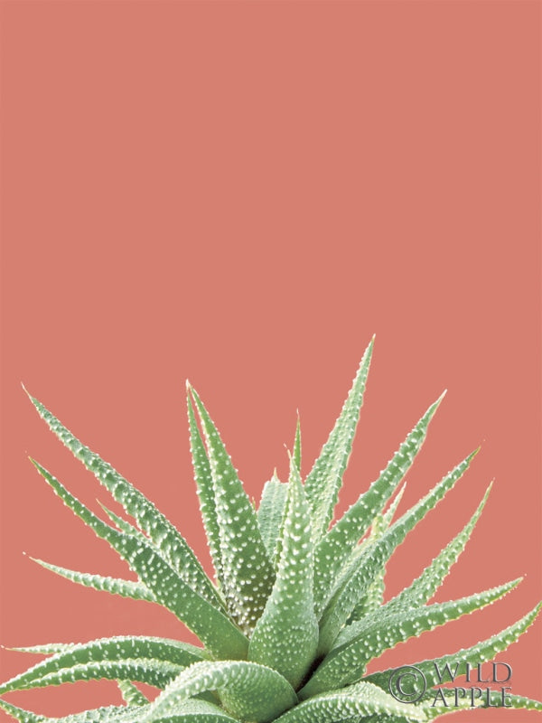 Reproduction of Succulent Simplicity I Coral Crop by Felicity Bradley - Wall Decor Art