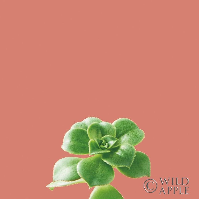 Reproduction of Succulent Simplicity VII Coral by Felicity Bradley - Wall Decor Art