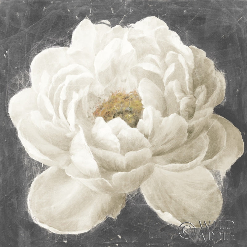 Reproduction of Vivid Floral I White Flower v2 by Danhui Nai - Wall Decor Art