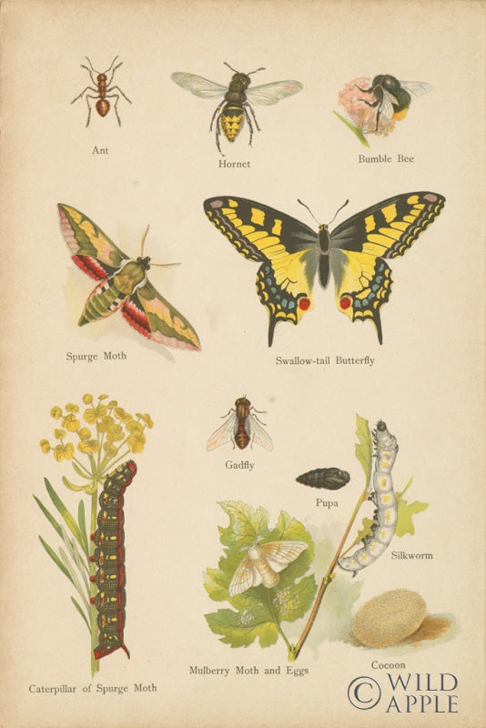 Reproduction of Natural History Book VI by Wild Apple Portfolio - Wall Decor Art