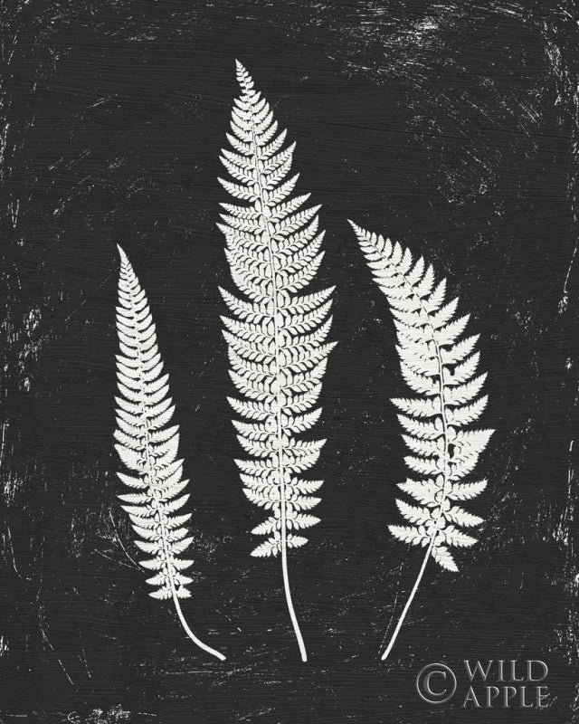 Reproduction of Forest Shadows II Black Crop by Moira Hershey - Wall Decor Art