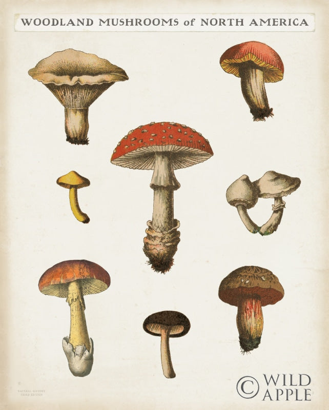 Reproduction of Mushroom Chart II Light by Wild Apple Portfolio - Wall Decor Art