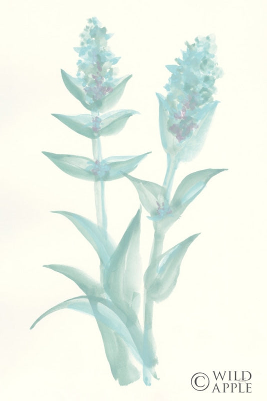 Reproduction of Lambs Ear Sage II by Chris Paschke - Wall Decor Art