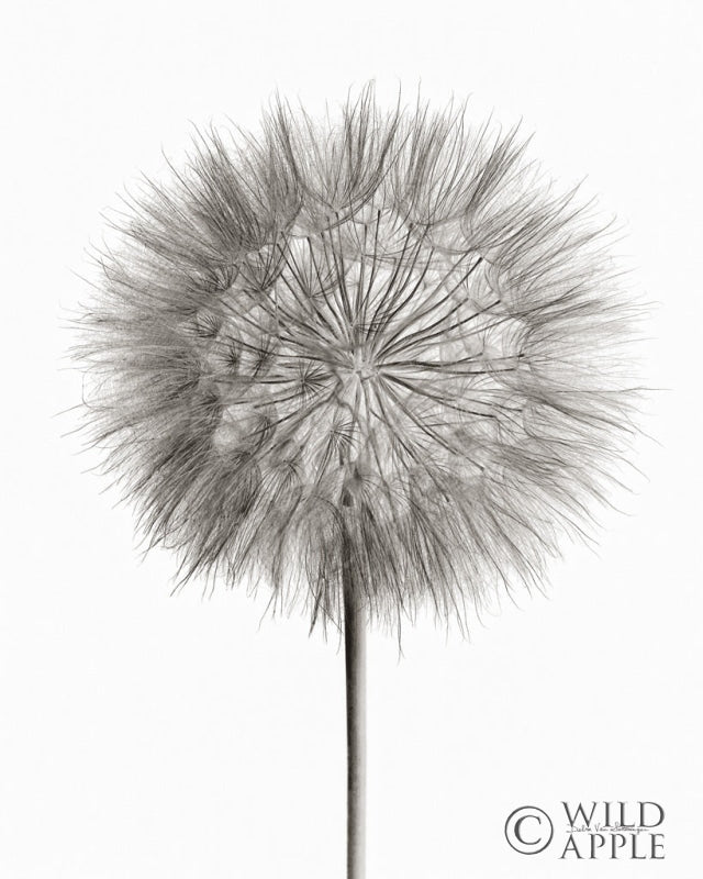 Reproduction of Dandelion Fluff on White by Debra Van Swearingen - Wall Decor Art