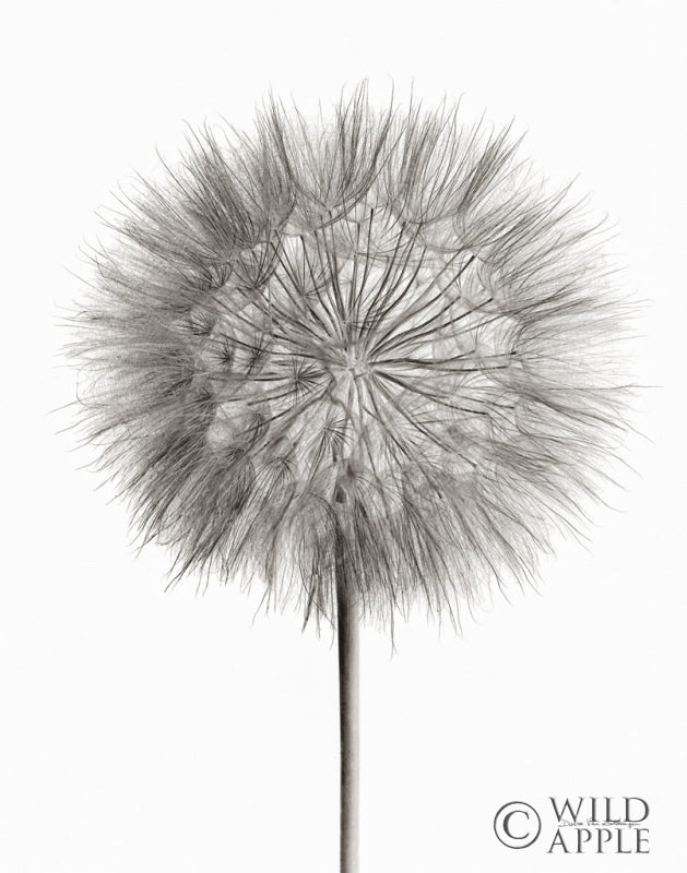 Reproduction of Dandelion Fluff on White by Debra Van Swearingen - Wall Decor Art