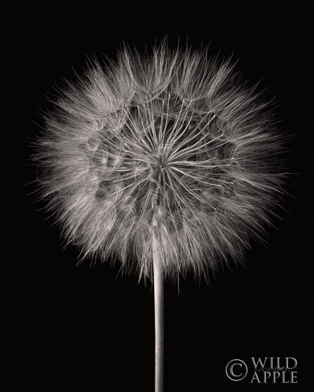 Reproduction of Dandelion Fluff on Black by Debra Van Swearingen - Wall Decor Art
