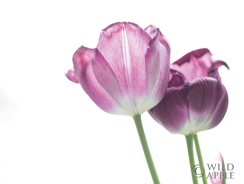 Reproduction of Tulip Time I by Aledanda - Wall Decor Art