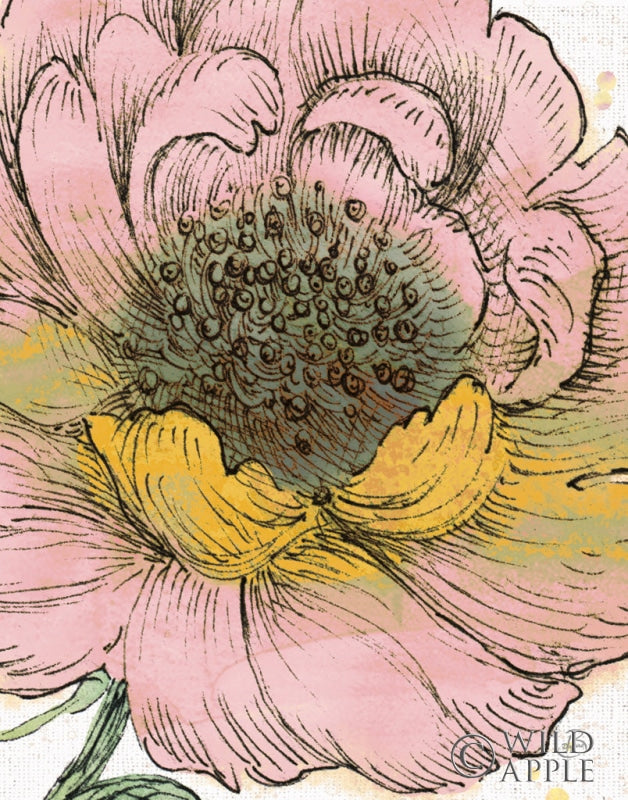 Reproduction of Blossom Sketches III Pink Crop by Daphne Brissonnet - Wall Decor Art