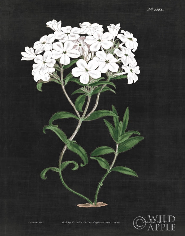 Reproduction of White Botanical on Black Chart VI by Wild Apple Portfolio - Wall Decor Art