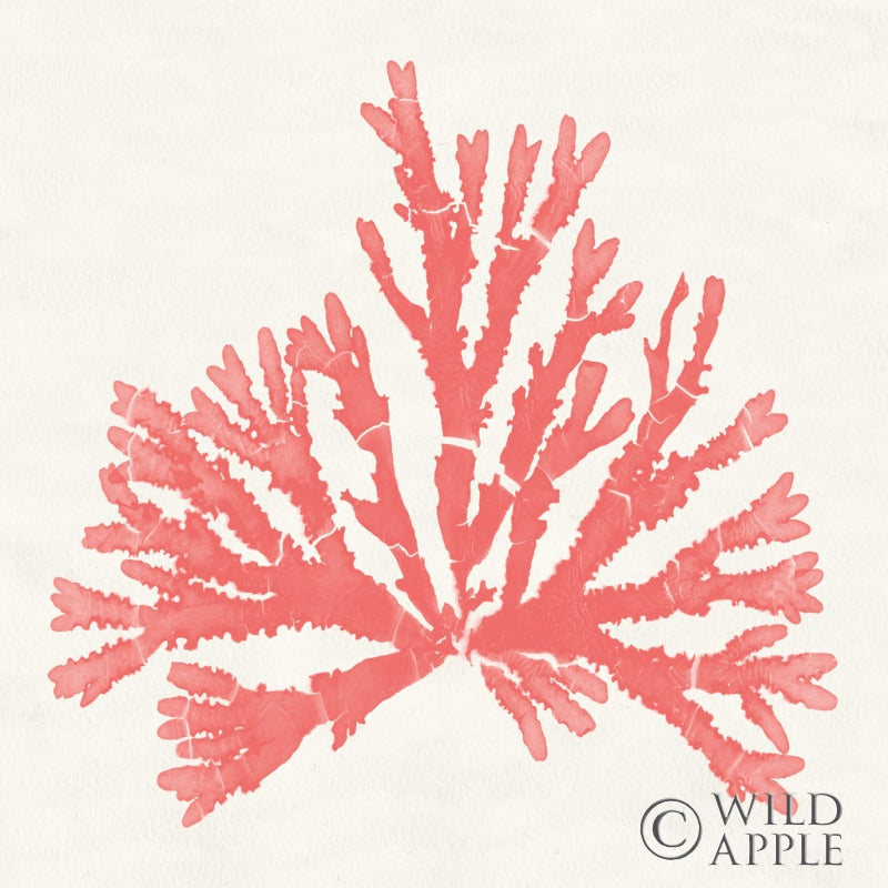 Pacific Sea Mosses IV Coral