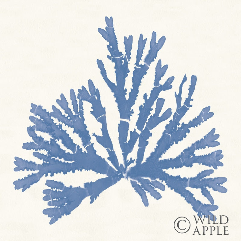 Reproduction of Pacific Sea Mosses IV Light Blue by Wild Apple Portfolio - Wall Decor Art