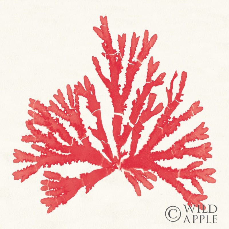 Reproduction of Pacific Sea Mosses IV Red by Wild Apple Portfolio - Wall Decor Art