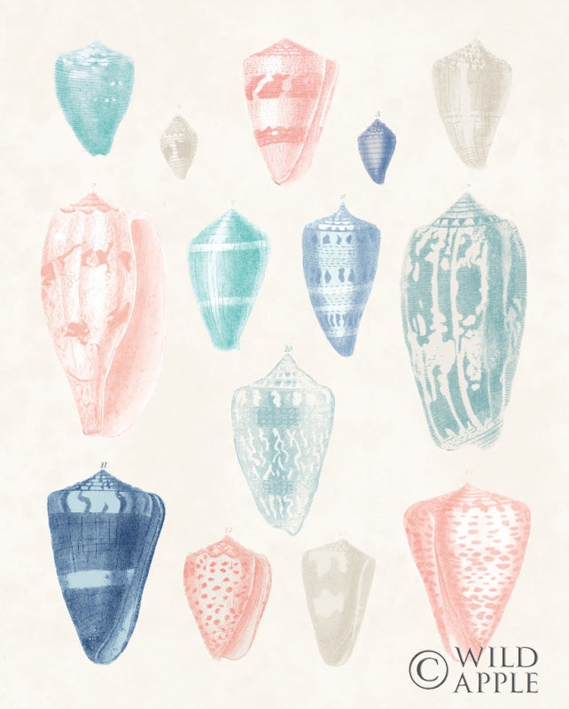 Reproduction of Colorful Shell Assortment I Coral Cove by Wild Apple Portfolio - Wall Decor Art