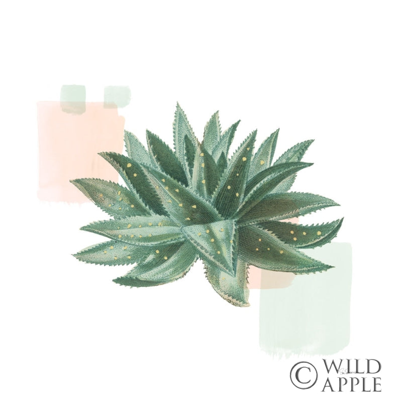 Reproduction of Desert Color Succulent II Mint by Sue Schlabach - Wall Decor Art